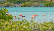 Secrets des Caraïbes (Guadeloupe) Vol en option